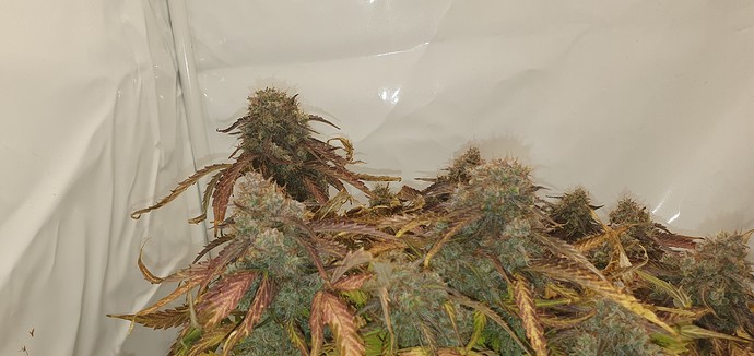 Growreport Bild 1