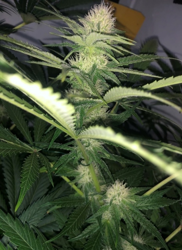 Growreport Bild 6
