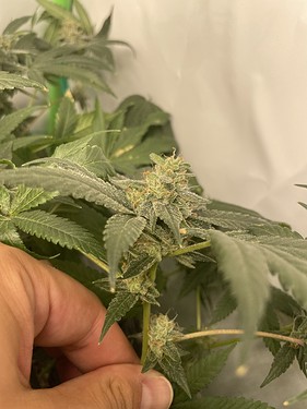 Growreport Bild 16