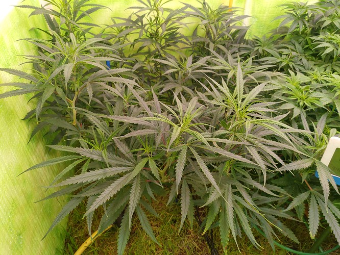 Growreport Bild 4
