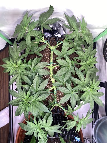 Growreport Bild 4