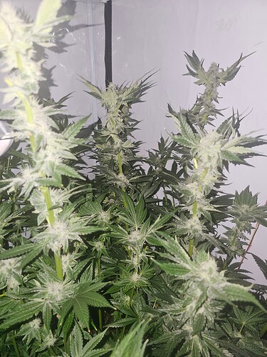 Growreport Bild 18