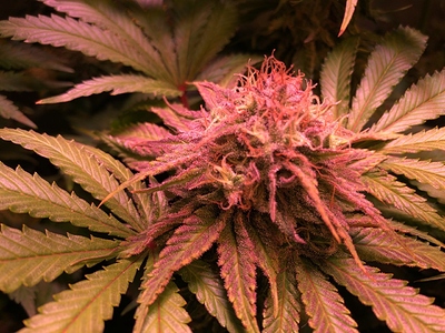 Growreport Bild 19