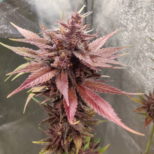 Growreport Bild 10