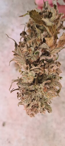 Growreport Bild 45