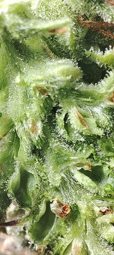 Growreport Bild 19