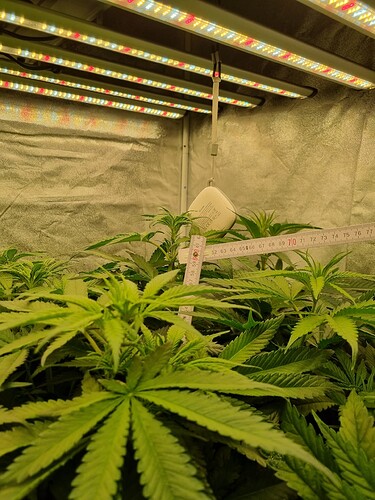 Growreport Bild 46