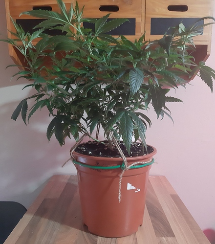 Growreport Bild 13