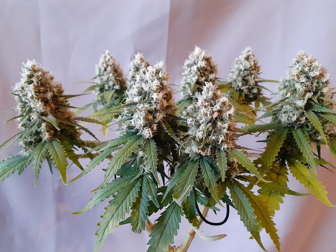 Growreport Bild 180