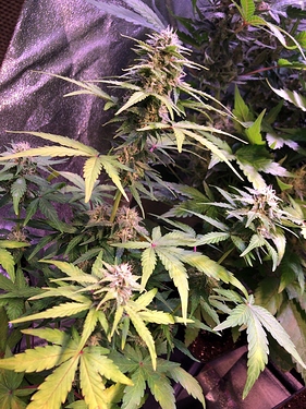 Growreport Bild 33