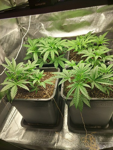 Growreport Bild 7