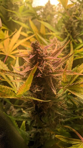 Growreport Bild 2