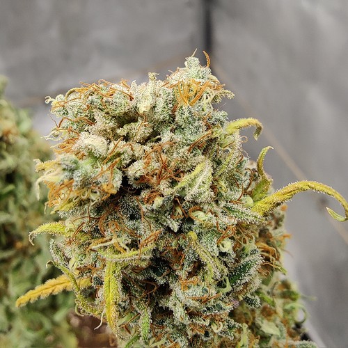 Growreport Bild 40