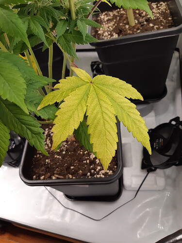 Growreport Bild 13