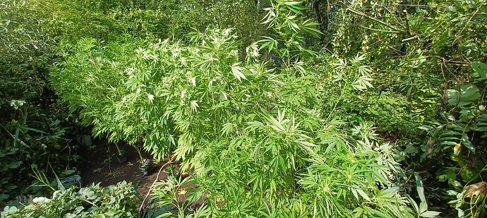 Growreport Bild 3
