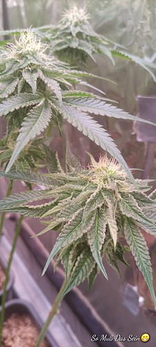 Growreport Bild 11