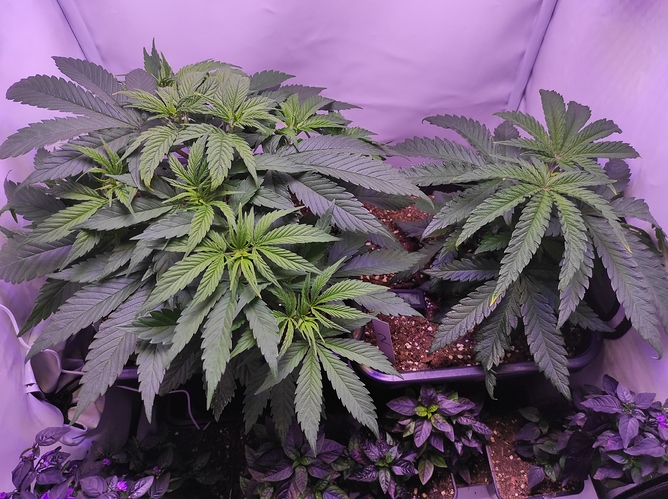 Growreport Bild 1