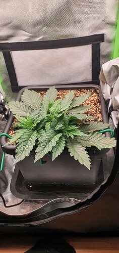 Growreport Bild 6