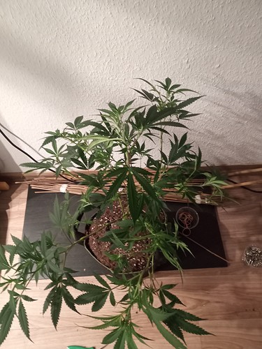 Growreport Bild 12