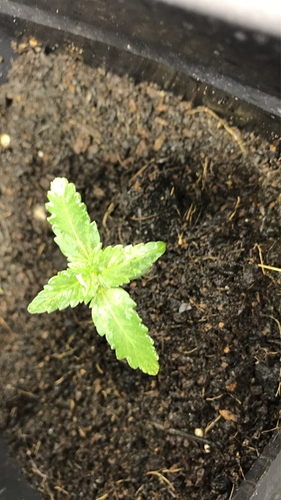 Growreport Bild 7