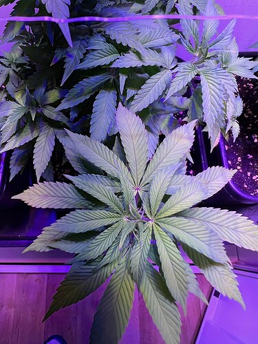 Growreport Bild 6