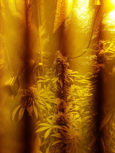 Growreport Bild 2