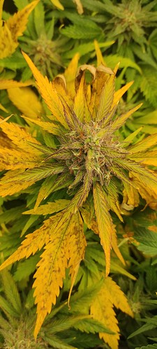 Growreport Bild 2