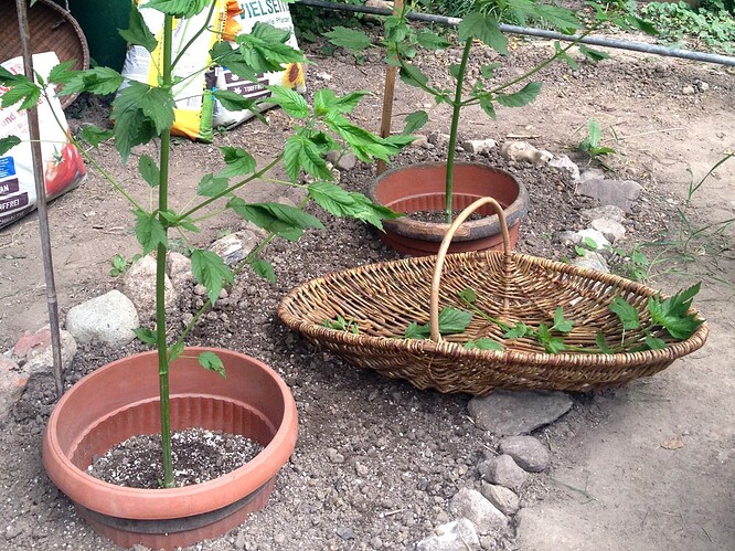 Growreport Bild 22