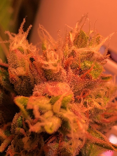 Growreport Bild 18