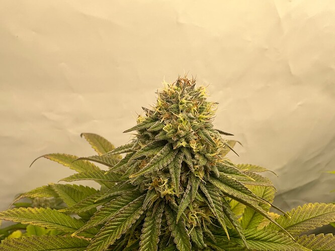 Growreport Bild 7