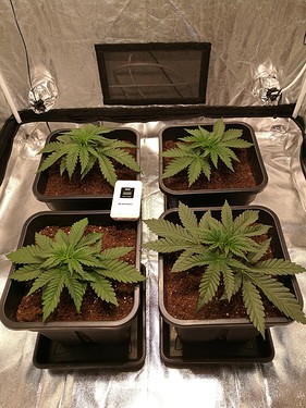 Growreport Bild 1