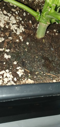 Growreport Bild 6