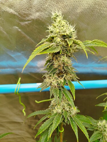 Growreport Bild 4