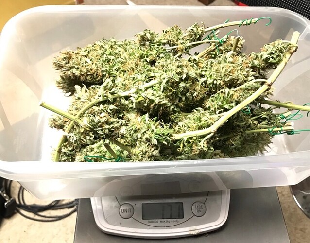 Growreport Bild 5