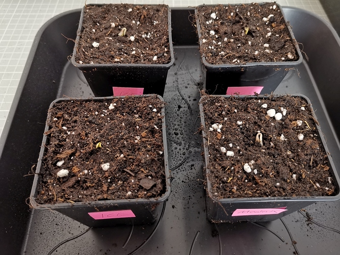 Growreport Bild 2