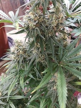 Growreport Bild 19