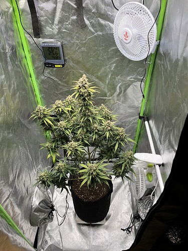 Growreport Bild 31