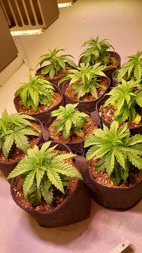 Growreport Bild 3