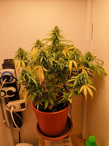 Growreport Bild 3
