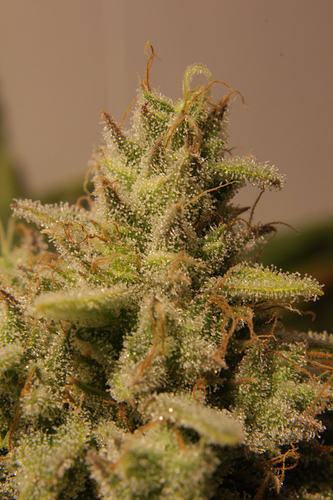 Growreport Bild 7
