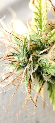 Growreport Bild 6