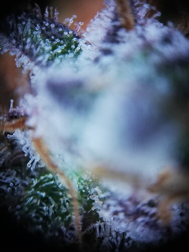 Mimosa_240107-5