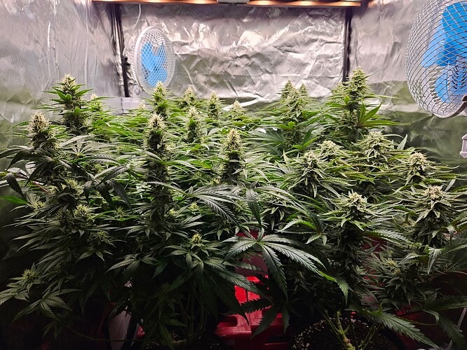Growreport Bild 6