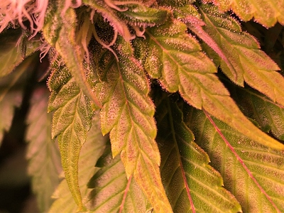 Growreport Bild 12