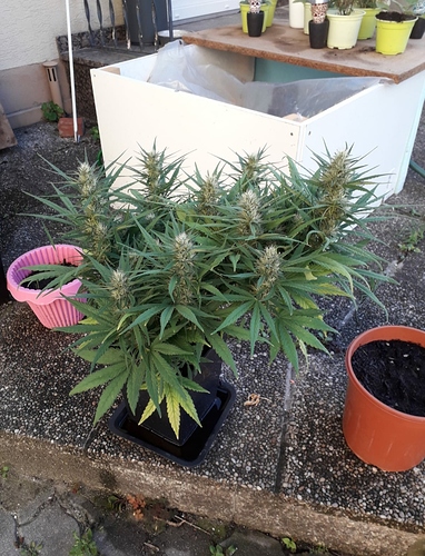 Growreport Bild 1
