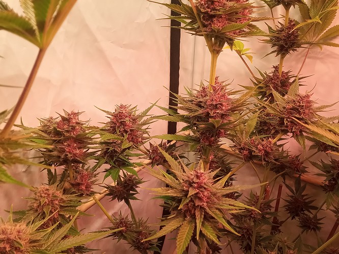 Growreport Bild 66
