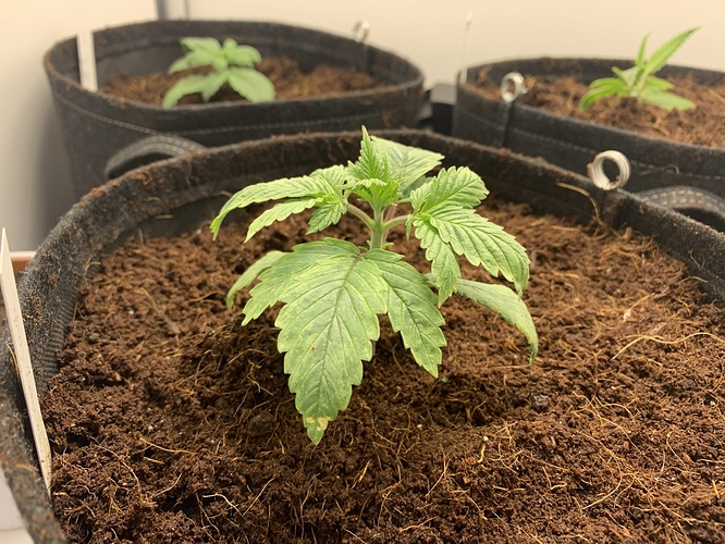 Growreport Bild 3