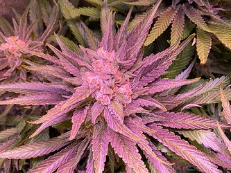 Growreport Bild 13