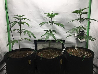 Growreport Bild 9