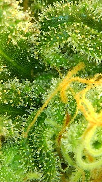 Growreport Bild 58
